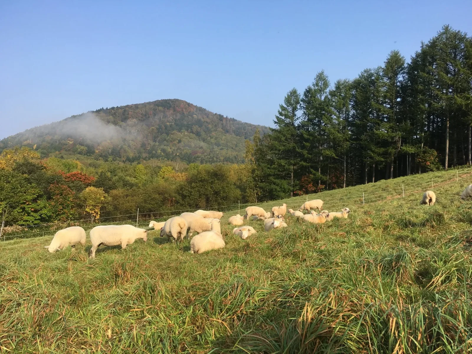 山々を背景に斜面で草を食む羊の群れ