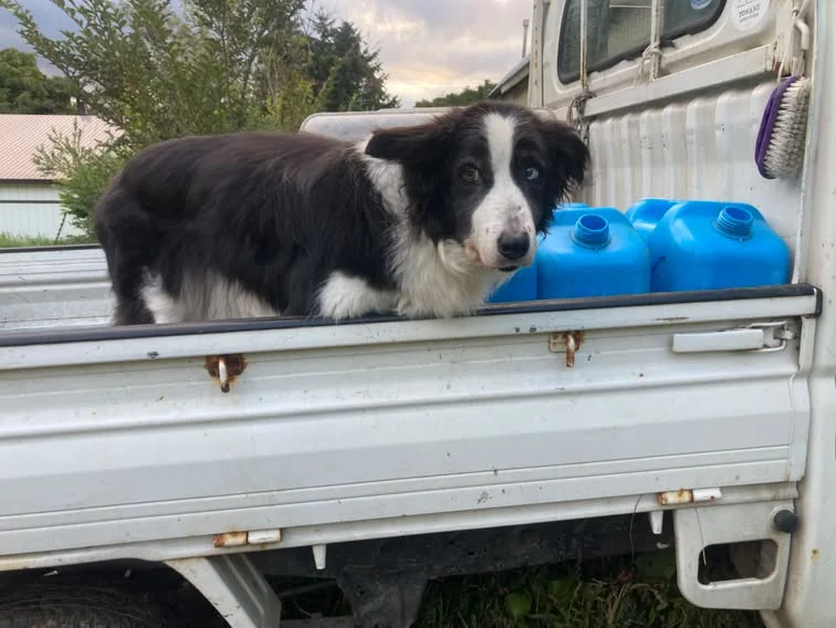 牧場のトラックの荷台に立つ白黒の牧羊犬メリー